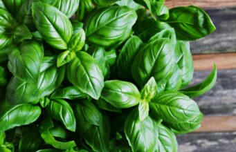 Les bienfaits du basilic