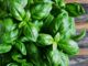 Les bienfaits du basilic