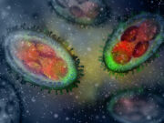 Variole du singe : le virus survit 15 jours sur les surfaces domestiques