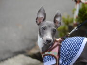 Variole du singe : un chien contaminé par ses maîtres à Paris