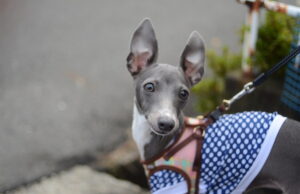 Variole du singe : un chien contaminé par ses maîtres à Paris