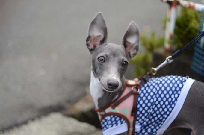 Variole du singe : un chien contaminé par ses maîtres à Paris