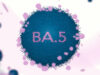 Vacciné et infecté par Omicron : une très bonne protection contre BA.5