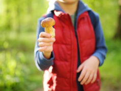 Champignons : plusieurs cas mortels depuis le 1er septembre