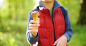 Champignons : plusieurs cas mortels depuis le 1er septembre
