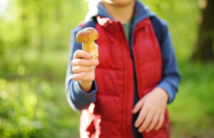 Champignons : plusieurs cas mortels depuis le 1er septembre
