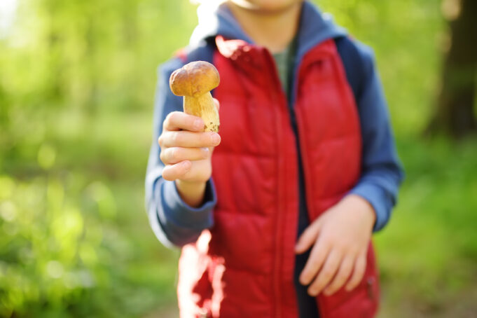 Champignons : plusieurs cas mortels depuis le 1er septembre