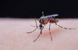 Moustique tigre : 22 cas de dengue dans un seul département