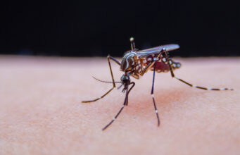 Moustique tigre : 22 cas de dengue dans un seul département
