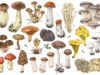 Les champignons, des alliés santé aux nombreuses vertus