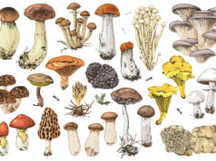 Les champignons, des alliés santé aux nombreuses vertus