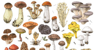 Les champignons, des alliés santé aux nombreuses vertus