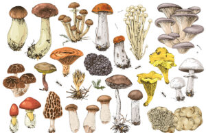 Les champignons, des alliés santé aux nombreuses vertus