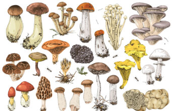 Les champignons, des alliés santé aux nombreuses vertus