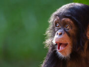 Le potentiel épidémique d’un nouveau virus issu du singe