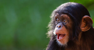 Le potentiel épidémique d’un nouveau virus issu du singe
