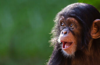 Le potentiel épidémique d’un nouveau virus issu du singe