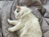 Les chats : de vrais alliés pour la santé mentale