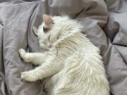 Les chats : de vrais alliés pour la santé mentale