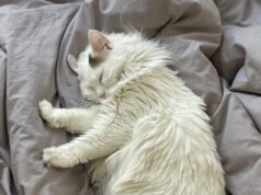 Les chats : de vrais alliés pour la santé mentale
