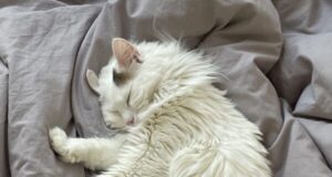 Les chats : de vrais alliés pour la santé mentale