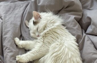 Les chats : de vrais alliés pour la santé mentale