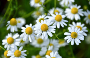 Les bienfaits de la camomille