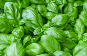 Les bienfaits des épinards