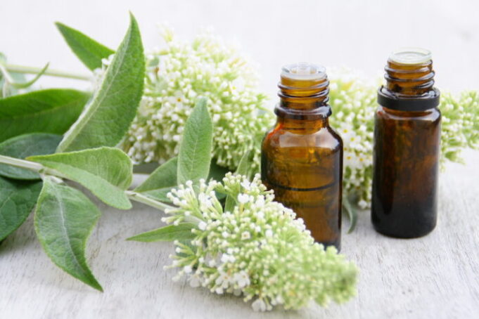 Anti-stress : top 3 des plantes apaisantes