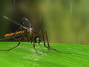 Plusieurs maladies tropicales menacent la France