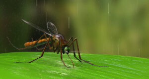 Plusieurs maladies tropicales menacent la France