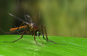 Plusieurs maladies tropicales menacent la France