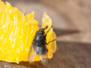 Ce que vous risquez si une mouche se pose sur votre nourriture