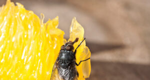Ce que vous risquez si une mouche se pose sur votre nourriture