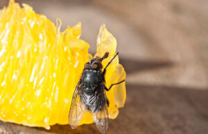 Ce que vous risquez si une mouche se pose sur votre nourriture