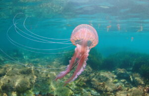 Comment réagir face à une piqûre de méduse ?