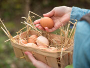 Risque élevé de grippe aviaire