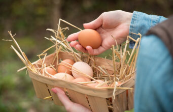 Risque élevé de grippe aviaire