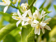 Les miracles de l’eau florale d’oranger