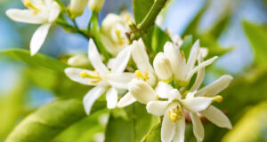 Les miracles de l’eau florale d’oranger