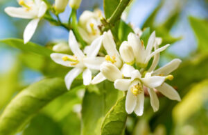 Les miracles de l’eau florale d’oranger