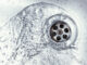 Attention aux champignons dans les trous de vos éviers