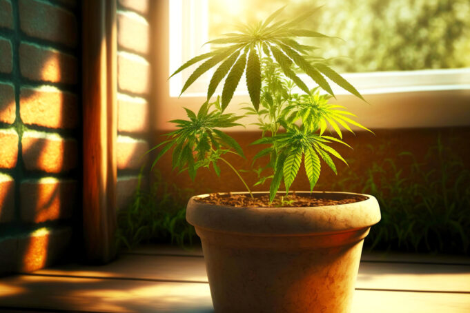 Cannabis CBD en France : les fleurs et les feuilles peuvent être vendues comme les autres dérivés à base de CBD