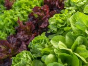 Quelle est la meilleure salade pour la santé ?