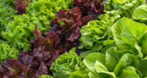 Quelle est la meilleure salade pour la santé ?