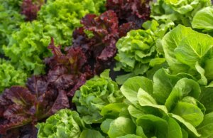 Quelle est la meilleure salade pour la santé ?