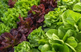 Quelle est la meilleure salade pour la santé ?