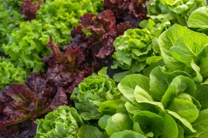 Quelle est la meilleure salade pour la santé ?