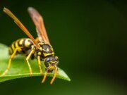 Que faut-il faire en cas de piqûre de guêpe ?