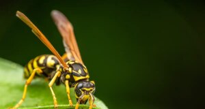 Que faut-il faire en cas de piqûre de guêpe ?